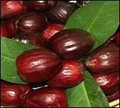 Il s'appelle  pomme-canaque  en Nouvelle-Caldonie.