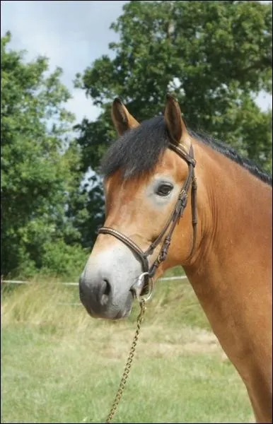 Quelle est cette robe ? (pas facile)