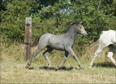 Quelle est cette robe ?