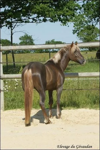 Quelle est cette robe ? (pas simple non plus)