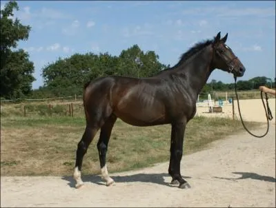 Quelle est cette robe ?