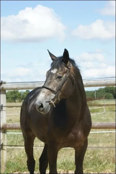 Quelle est cette robe ? (critiquable)