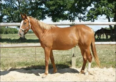 Quelle est cette robe ?