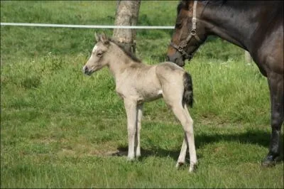 Quelle est cette robe ?