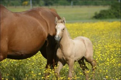 Quelle est cette robe ?