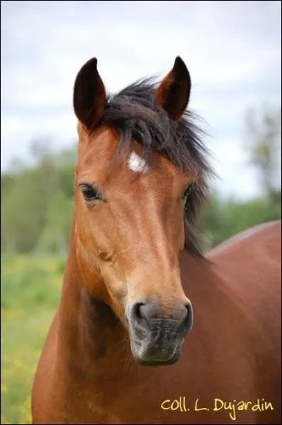 Quelle est cette robe ?