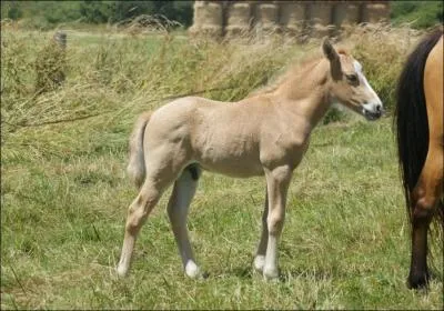 Quelle est cette robe ?