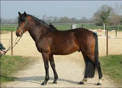 Quelle est cette robe ?