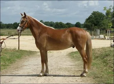 Quelle est cette robe ?