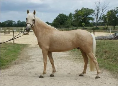 Quelle est cette robe ?