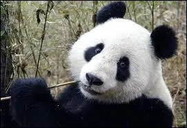 Combien d'espèces différentes de pandas existe-t-il ?