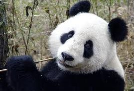 Quiz Animaux