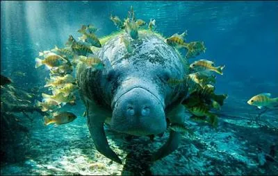 C'est un animal trs pacifique, avec le nom qu'il a, on pourrait supposer qu'il passe son temps  gmir !