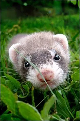 Il vit  l'tat sauvage, attention au lapin imprudent, il risque de se faire saigner !