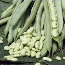 Lgumineuses qui accompagnent traditionnellement le gigot d'agneau mais, consommez-les aussi en salade.