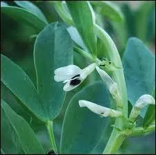  Alla pancetta  en Italie, avec des oignons et du lard mais encore dans un ragot d'agneau comme au Maroc : un rgal.