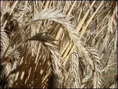 Crale adapte aux terres pauvres  qui elle donne son nom en Rouergue et Quercy.