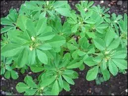 Venu de l'Inde et du Moyen-Orient on le trouve en France de la Gironde  frontire italienne. Les graines entrent dans la composition du Viandox auquel il donne ce petit got de cleri.