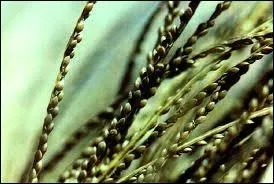 Utilise en Afrique occidentale dans la prparation des couscous et des bouillies cette crale se satisfait de sols pauvres.