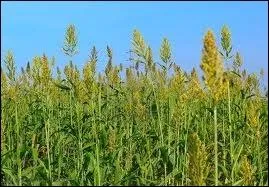 Le plus cultiv s'appelle  ... ... perl .