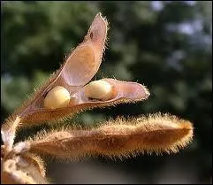 Compose l'huile la plus utilise dans le monde.