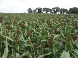 Cette crale rsiste trs bien  la scheresse grce  ses racines profondes.