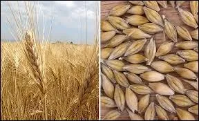 C'est la crale  barbe longue. Du genre grammatical fminin sauf, lorsqu'elle est monde.