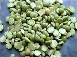 Fculents, source de protines qu'il faut semer  la Saint-Patrice pour en avoir  son caprice.