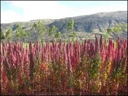 Il fait partie de la famille des pinards et des betteraves ! Qui le dirait ? Cultiv depuis plus de 5000 ans sur les plateaux d'Amrique du Sud.
