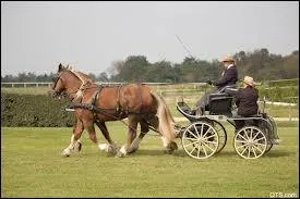 Quel cheval est utilis pour l'attelage, grce  sa carrure et  sa puissance ?
