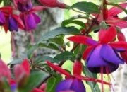 Quiz L'orthographe des arbustes et arbrisseaux  fleurs en images