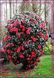 Arbrisseau d'origine asiatique  feuilles persistantes,  somptueuse floraison prcoce.