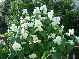 Arbuste des rgions tempres de l'hmisphre Nord  fleurs blanches trs odorantes.
