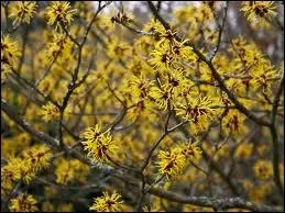 Arbuste originaire d'Amrique du Nord dont les feuilles sont utilises traditionnellement au cours des troubles veineux.