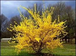 Arbrisseau originaire d'Asie dont les fleurs jaunes apparaissent ds la fin de l'hiver, avant les feuilles.