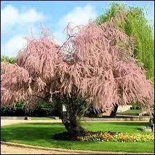 Arbuste originaire d'Orient,  petites feuilles en cailles,  fines fleurs roses en pi qui pousse sur le littoral atlantique de l'Europe occidentale et sur les ctes mditerranennes.