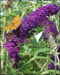 Arbuste originaire de Chine aux petites fleurs en grappes trs parfumes attirant de nombreux papillons.
