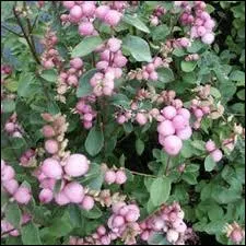 Arbrisseau originaire d'Amrique du Nord  petites fleurs roses et  fruits blancs ou noirs de la taille d'une cerise.