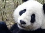 Quiz Le Panda Gant