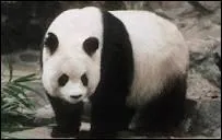 Environ combien pse un panda ?