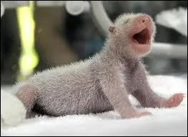 A la naissance combien pse un petit ?