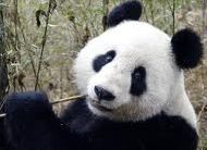 Quiz Panda