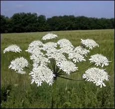 Mme Rosier a pens  moi, que sont ces magnifiques fleurs ?