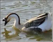 Le mle de l'oie est le jars.