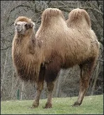 Le petit du chameau est un chamelon.