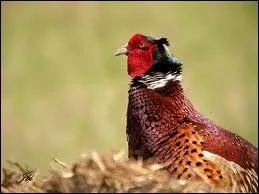 L'accouplement d'un faisan et d'une poule faisane donne un...