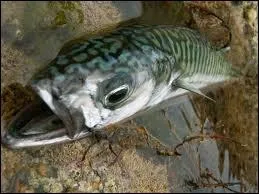 C'est le  bb  du maquereau.