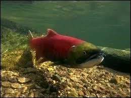 Les oeufs et la laitance des saumons donneront beaucoup de petits...