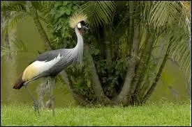 L'oisillon de la grue est appel un :