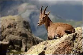 L'tagne est la femelle du :